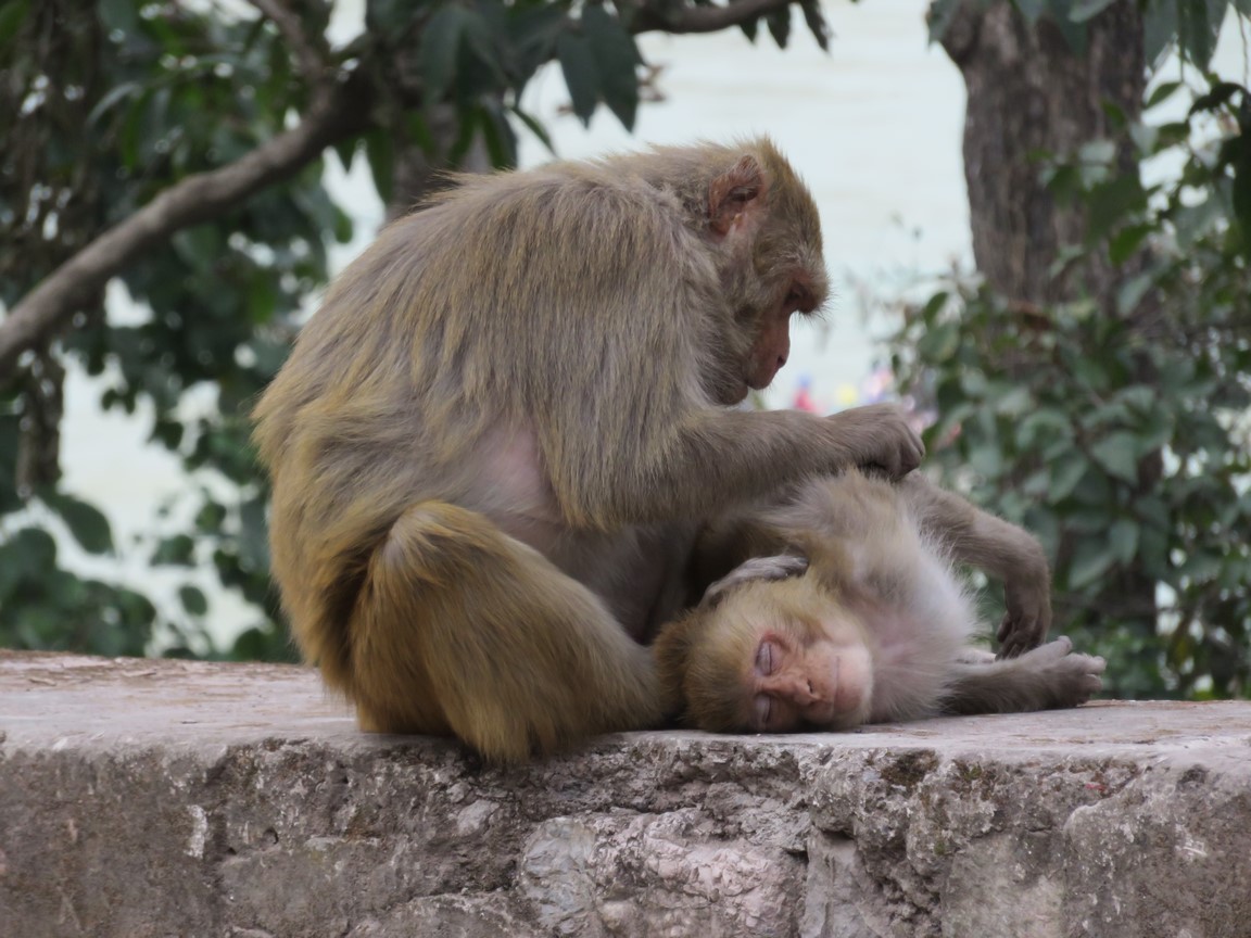 Rishikesh (10)