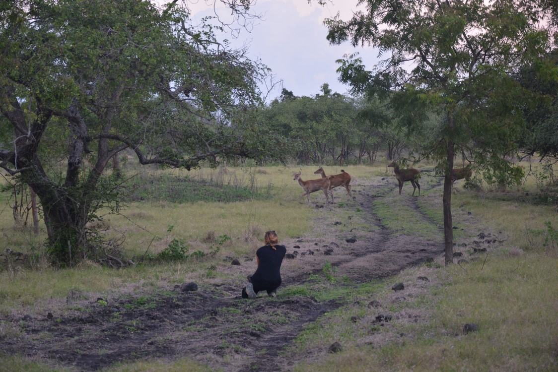 Baluran (1)