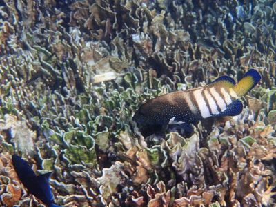  le de  Pulau Weh 